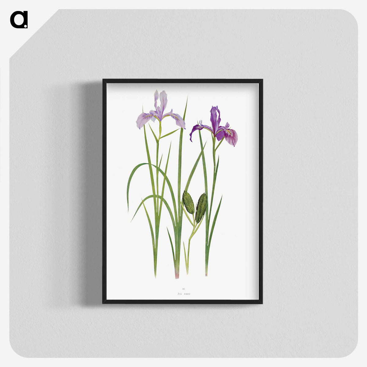 1-39_The-Genus-Iris_blk-crop