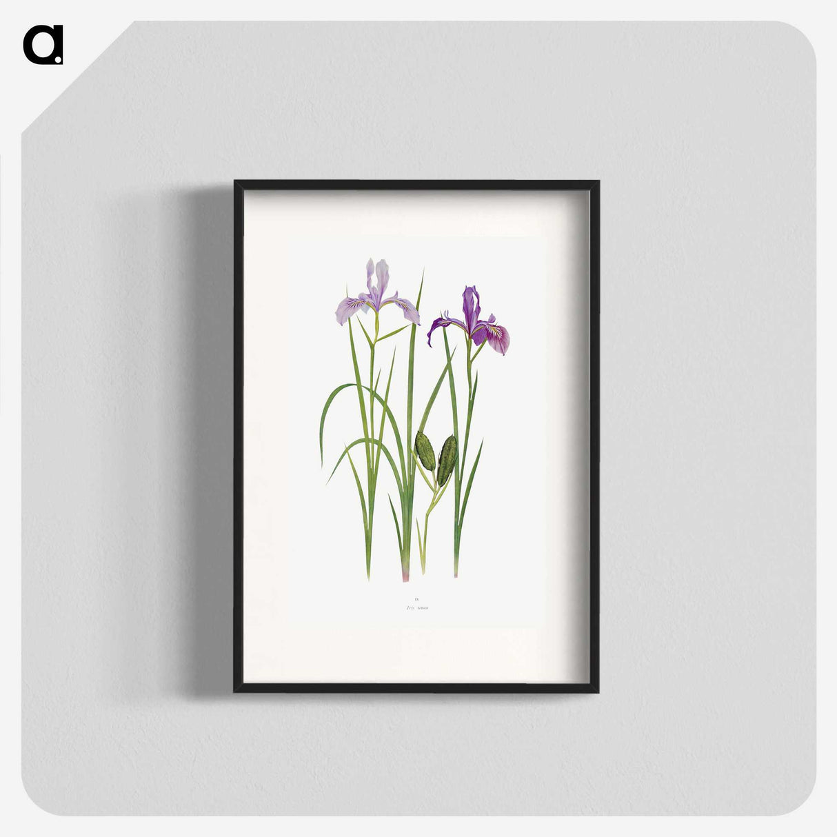 1-39_The-Genus-Iris_blk