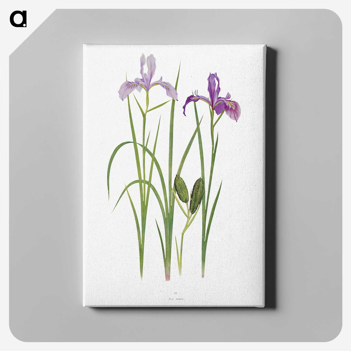 1-39_The-Genus-Iris_canvas