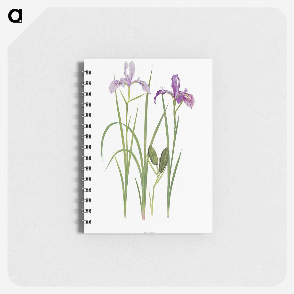 1-39_The-Genus-Iris_memo