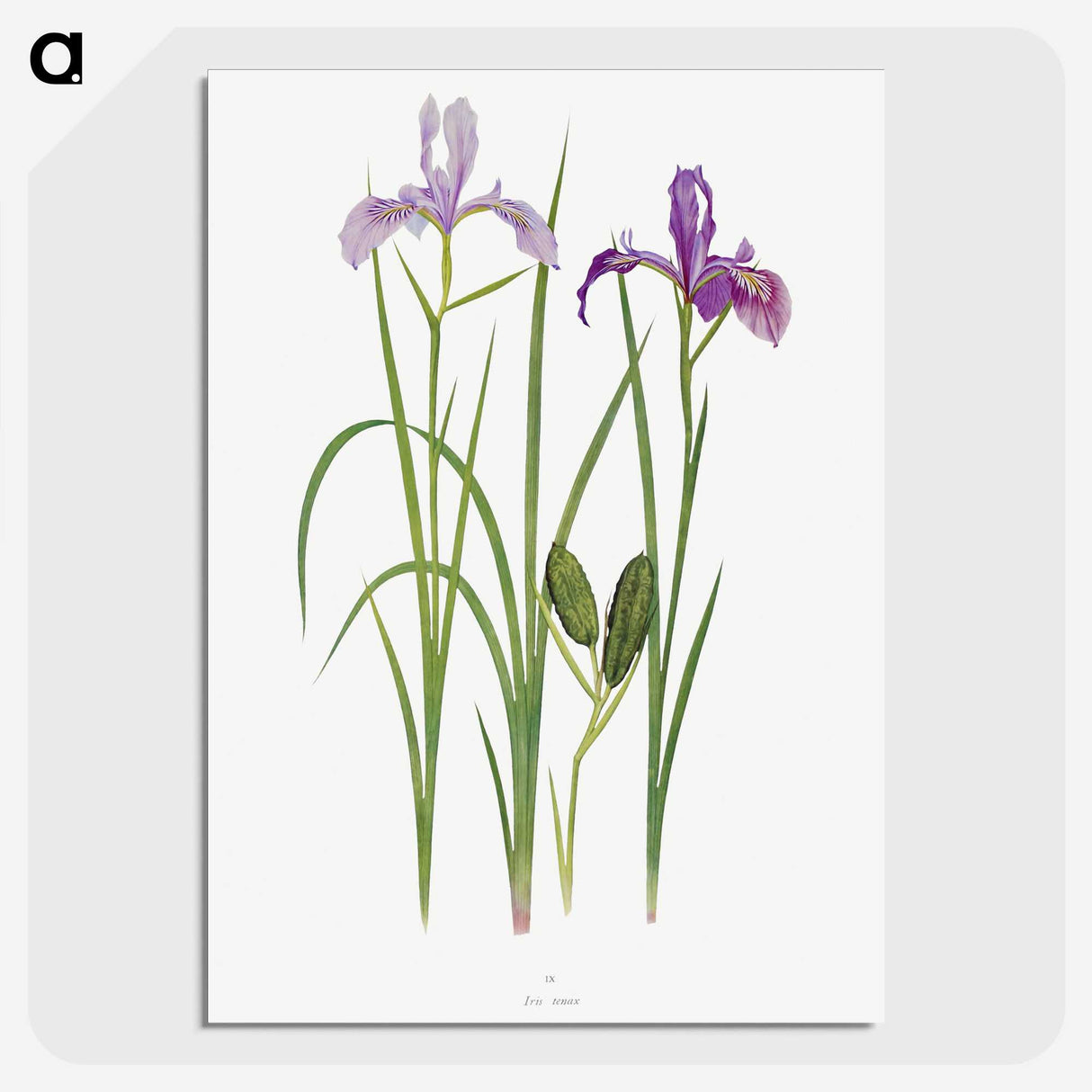 1-39_The-Genus-Iris_picture-crop