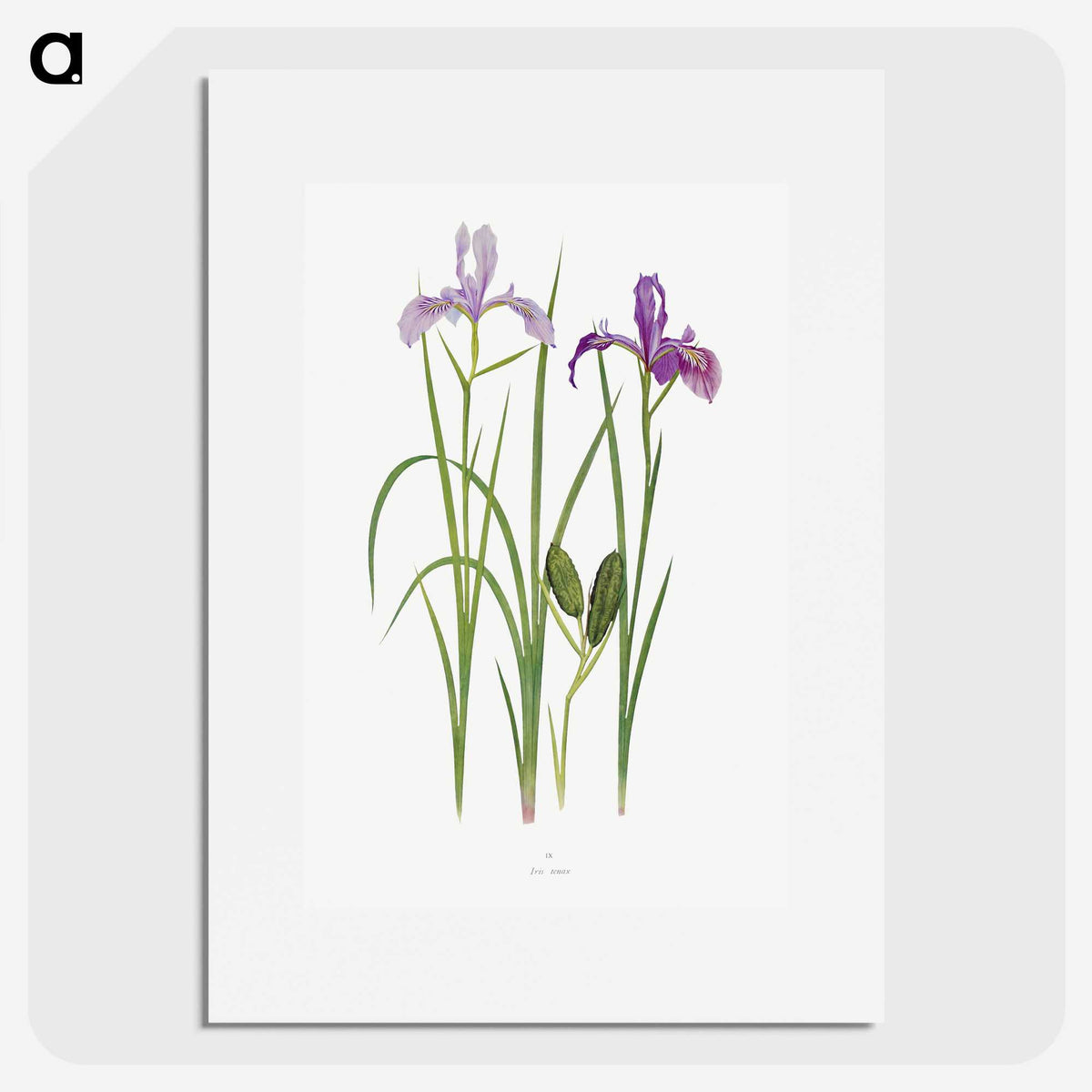 1-39_The-Genus-Iris_picture