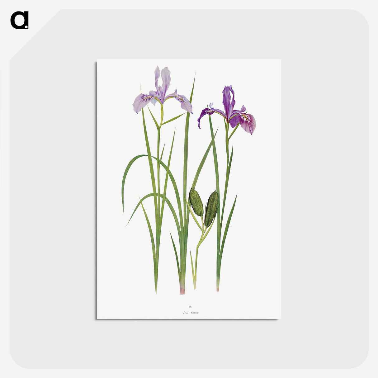 1-39_The-Genus-Iris_postcard