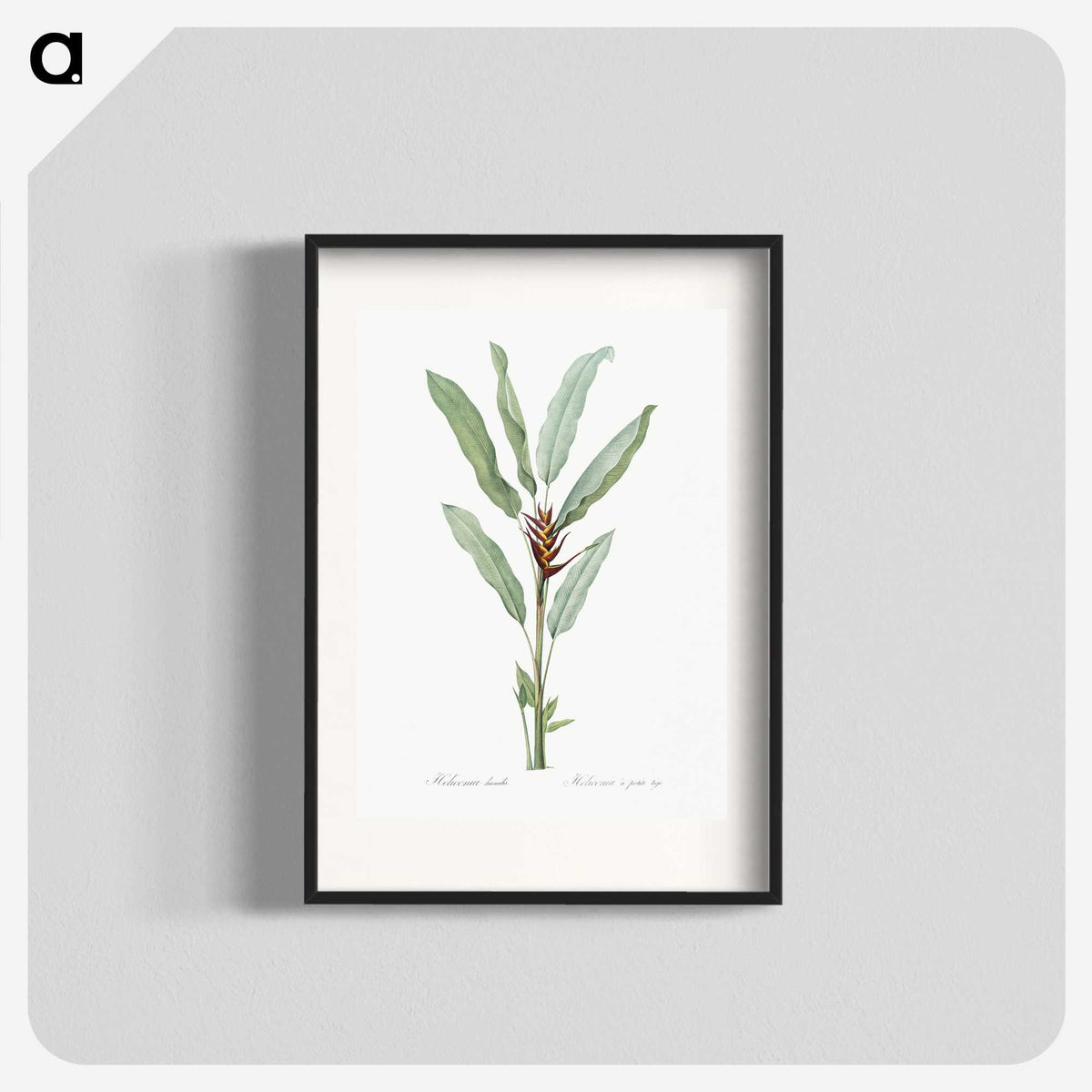 1-39_The-Lilies_blk