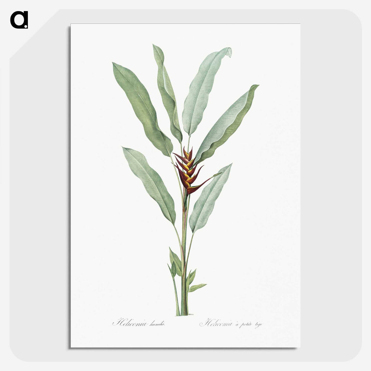 1-39_The-Lilies_picture-crop