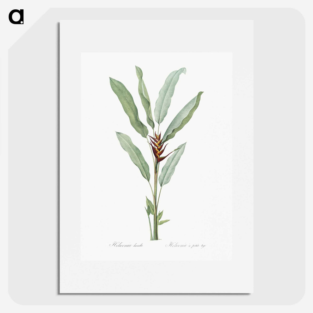 1-39_The-Lilies_picture