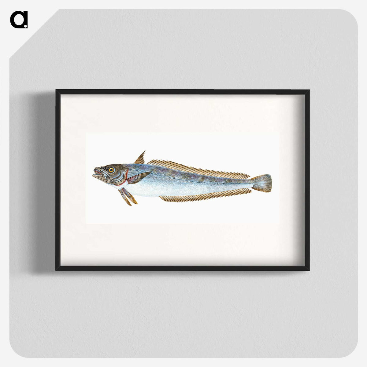 1-39_The-Natural-History-of-British-Fishes_blk