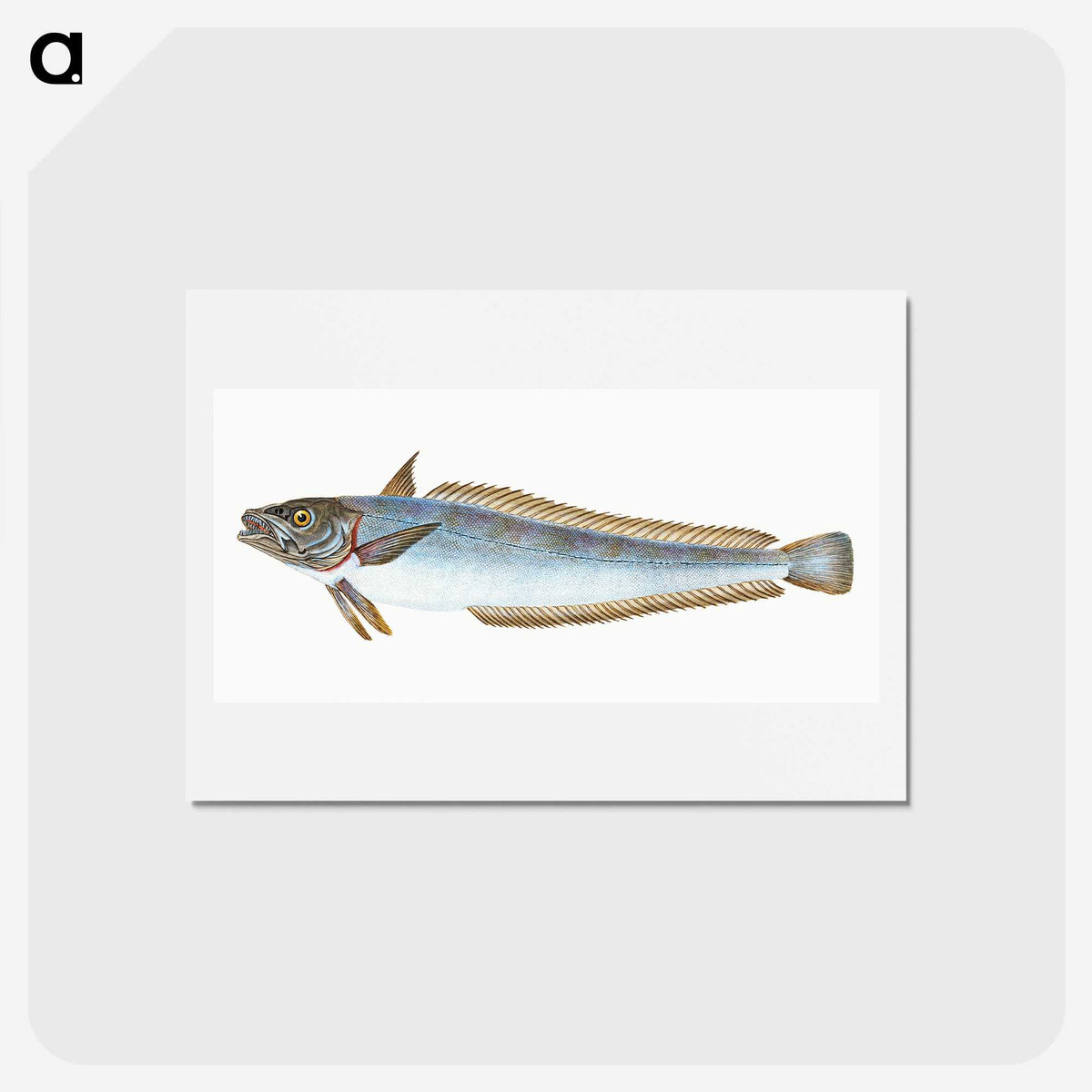 1-39_The-Natural-History-of-British-Fishes_hagaki