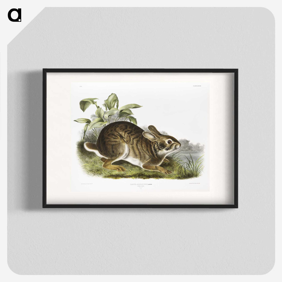 1-39_The-Viviparous-Quadrupeds_blk