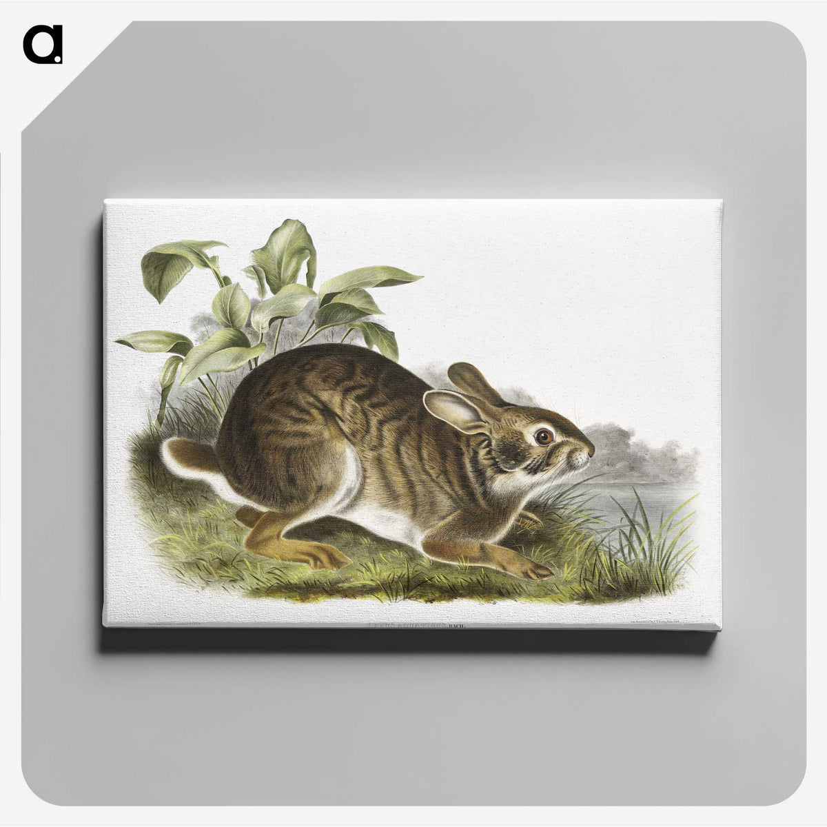 1-39_The-Viviparous-Quadrupeds_canvas