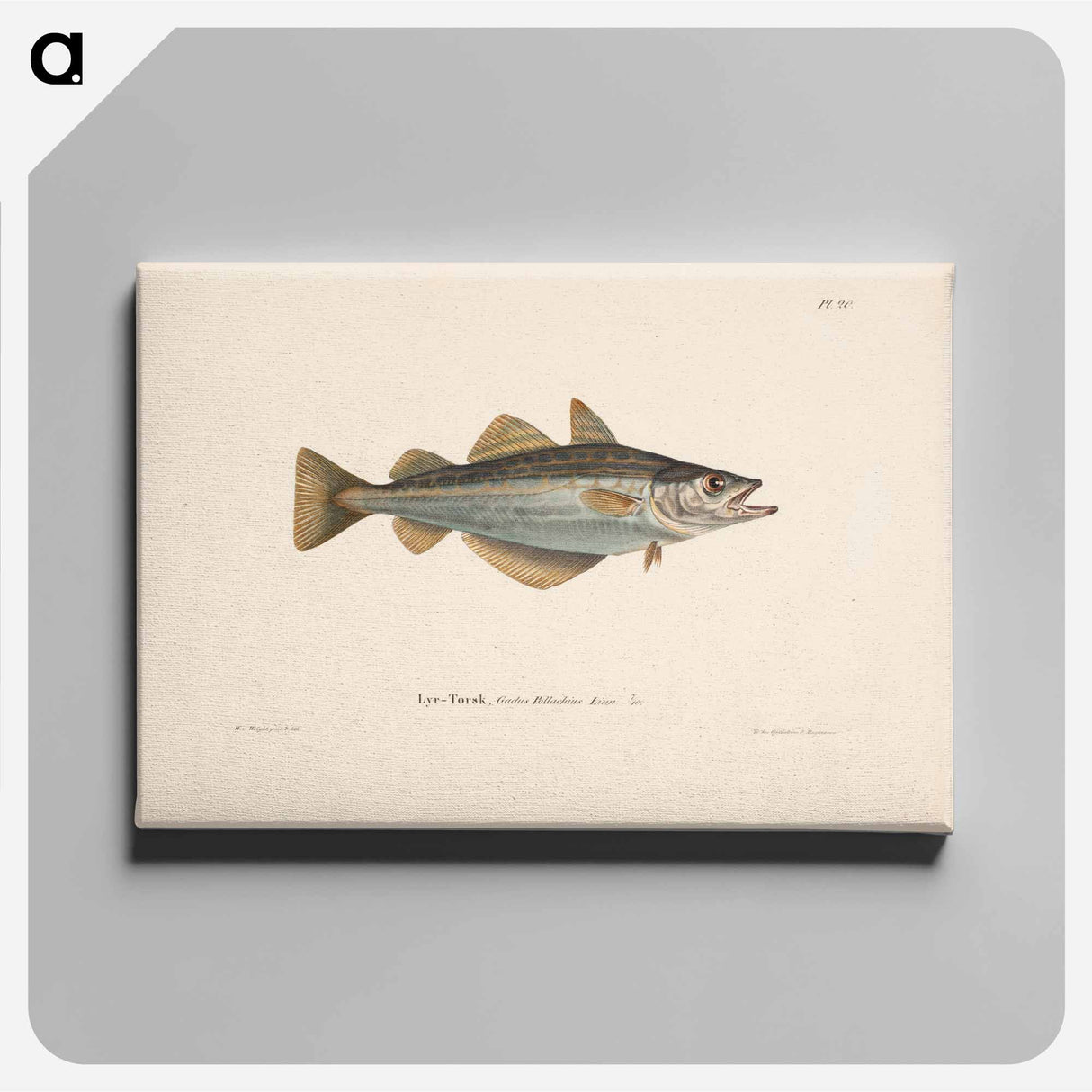 Atlantic pollock - Wilhelm von Wright Canvas.