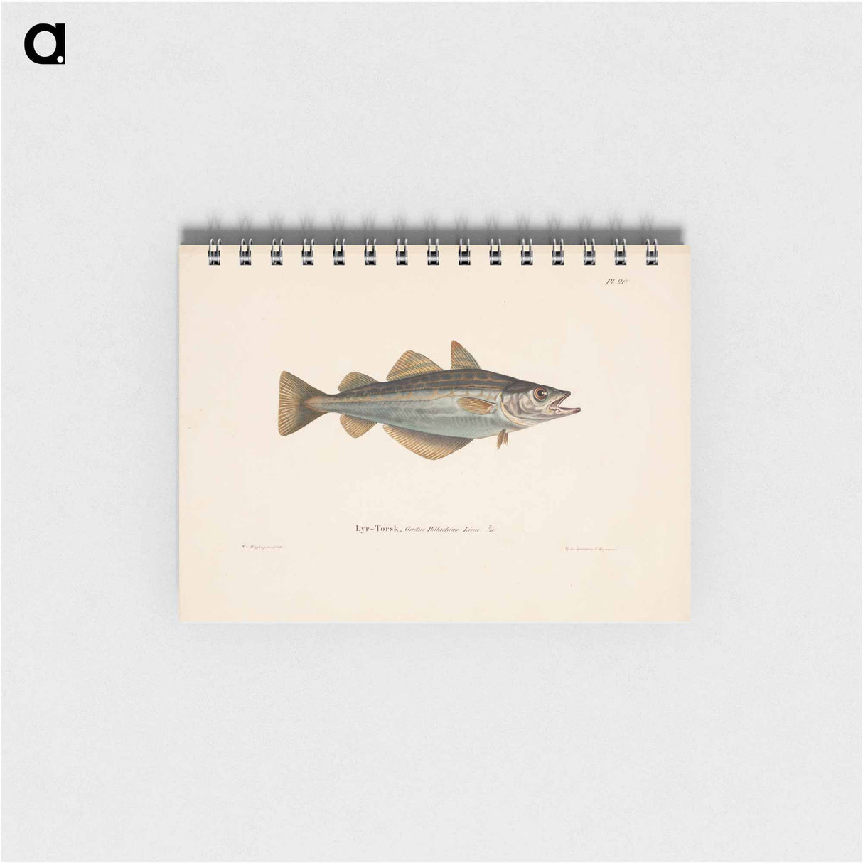 アートメモ帳-Atlantic pollock - ヴィルヘルム フォン ライト Memo.