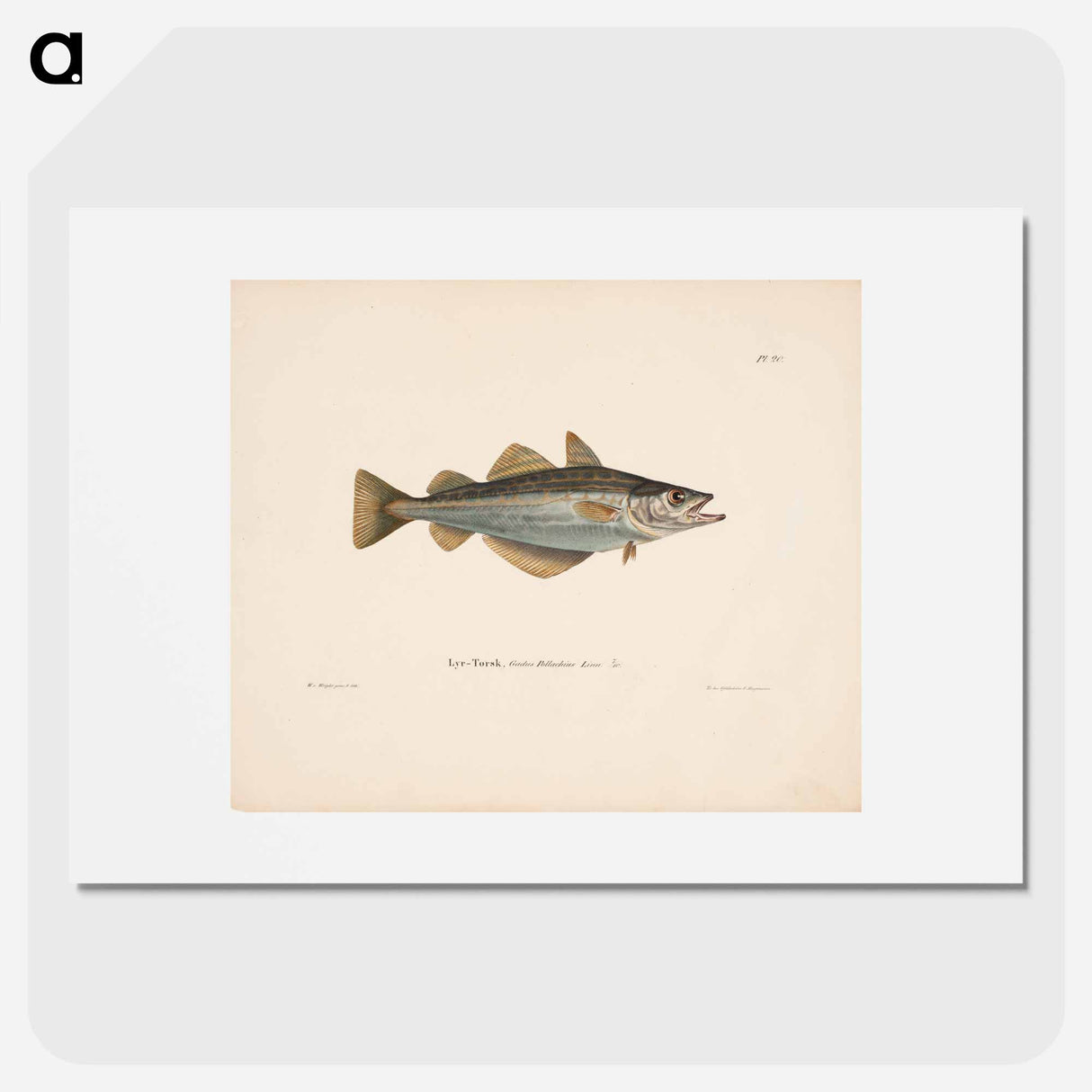 Atlantic pollock - ヴィルヘルム フォン ライト Poster.