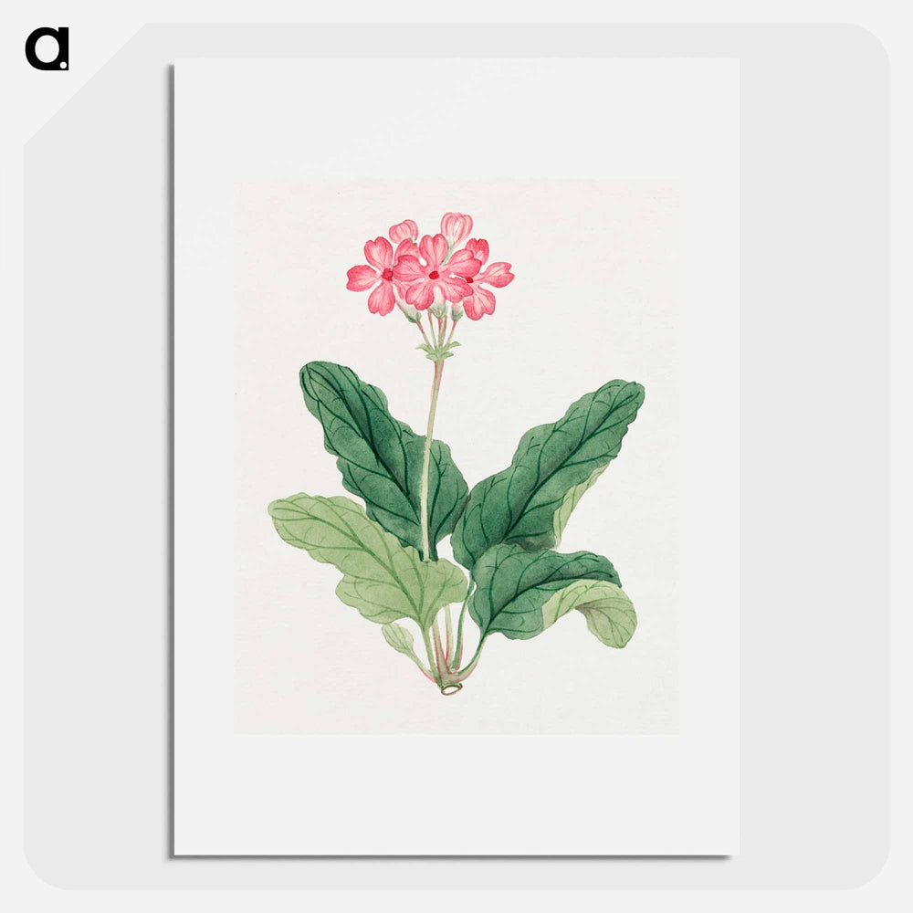 Sakura - 19世紀の日本の花 Poster.