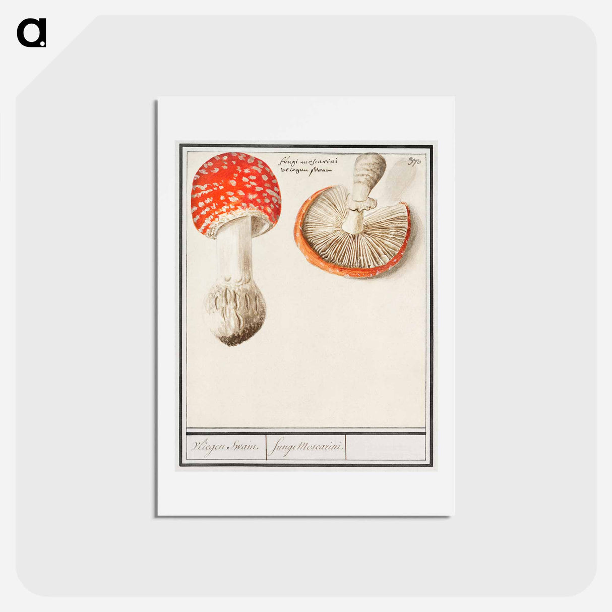 アートポストカード-Fly agaric, Amanita muscaria - アンセルムス ボエティウス デ ブート Postcard.