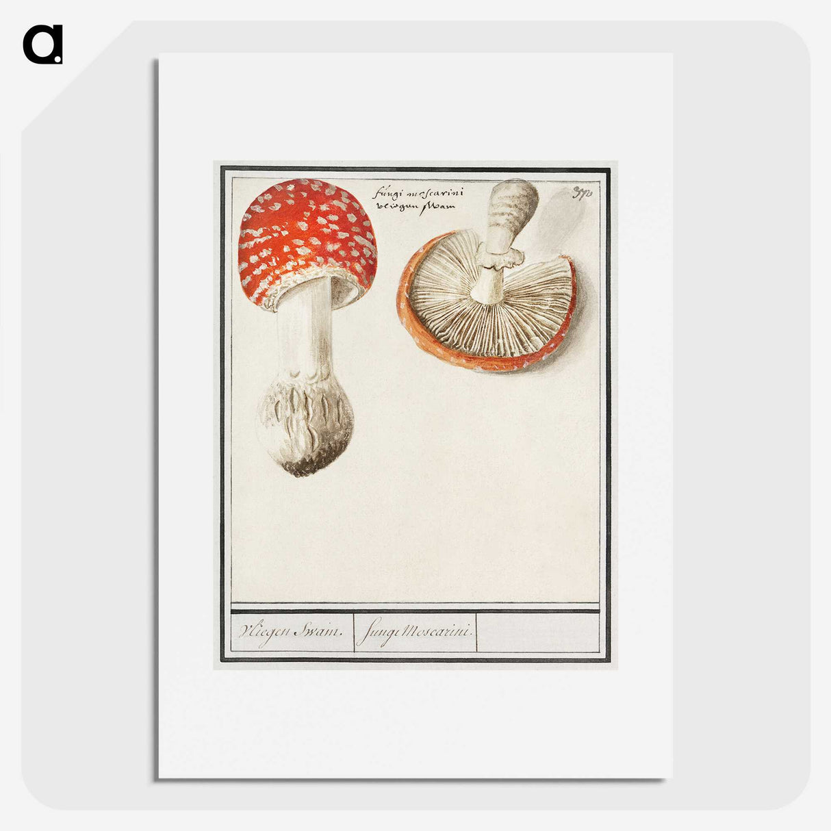 1-3_Anselmus-Boetius-de-Boodt_picture