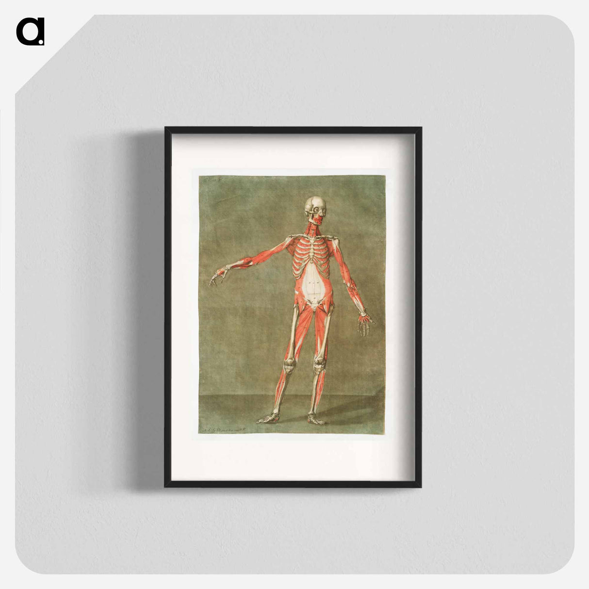 This fascinating collection of anatomical illustrations - アルノルド エロイ ゴーティエ ダゴティ Poster.