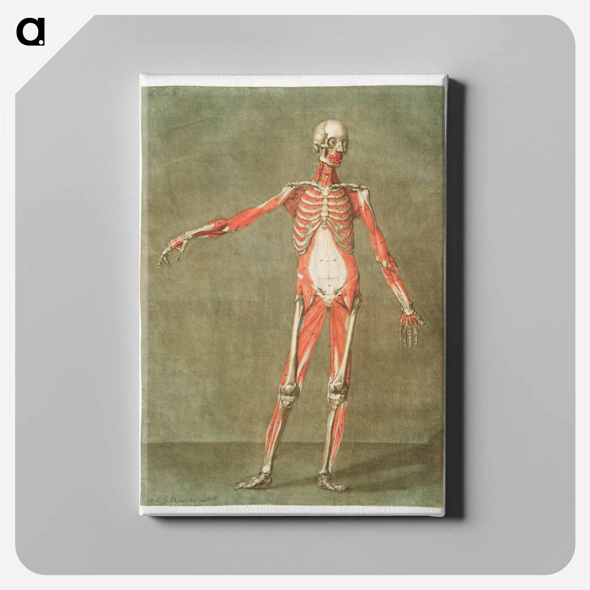 This fascinating collection of anatomical illustrations - アルノルド エロイ ゴーティエ ダゴティ Canvas.