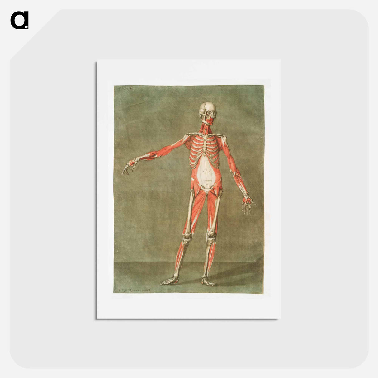 This fascinating collection of anatomical illustrations - アルノルド エロイ ゴーティエ ダゴティ Postcard.