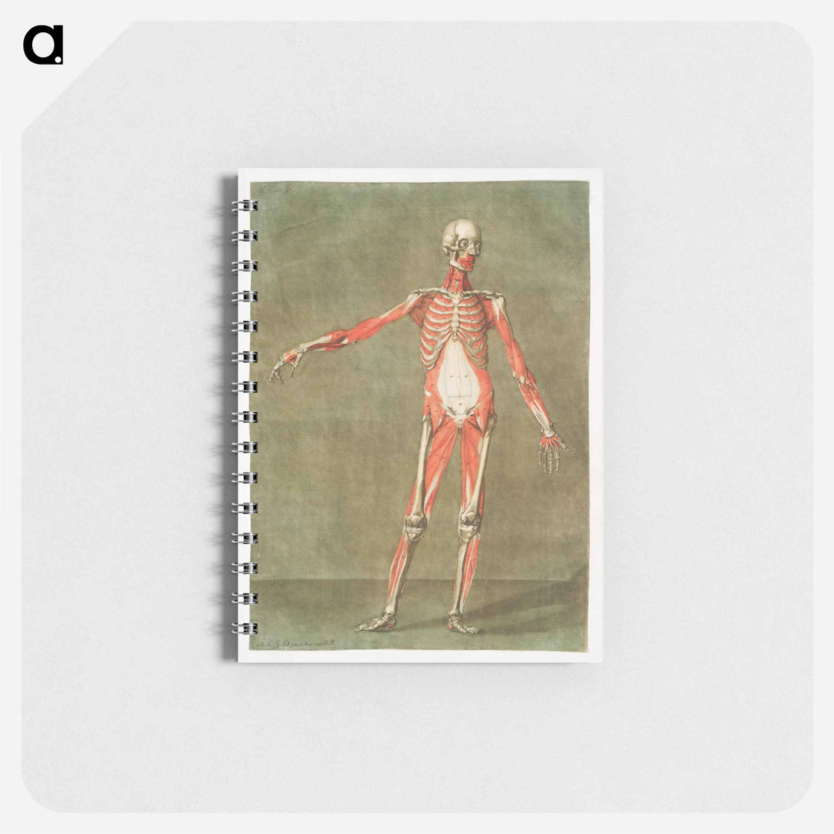 This fascinating collection of anatomical illustrations - アルノルド エロイ ゴーティエ ダゴティ Memo.