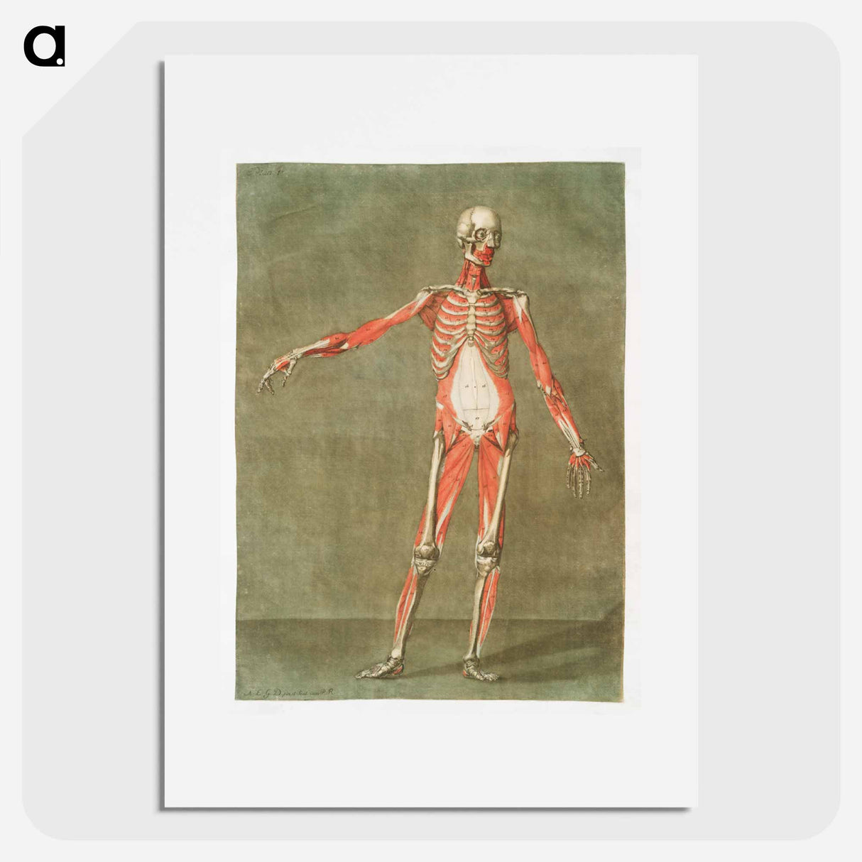 This fascinating collection of anatomical illustrations - アルノルド エロイ ゴーティエ ダゴティ Poster.