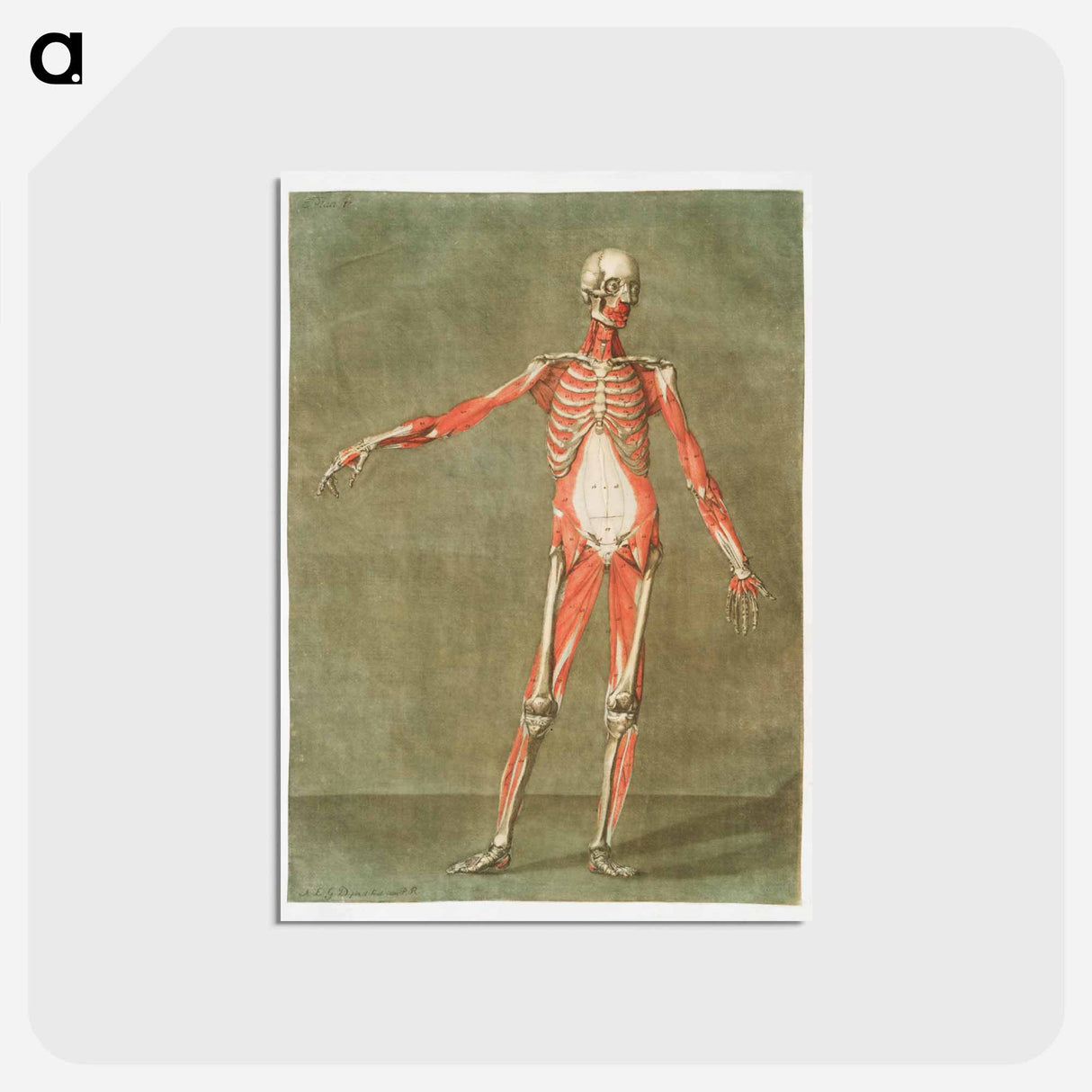 This fascinating collection of anatomical illustrations - アルノルド エロイ ゴーティエ ダゴティ Postcard.