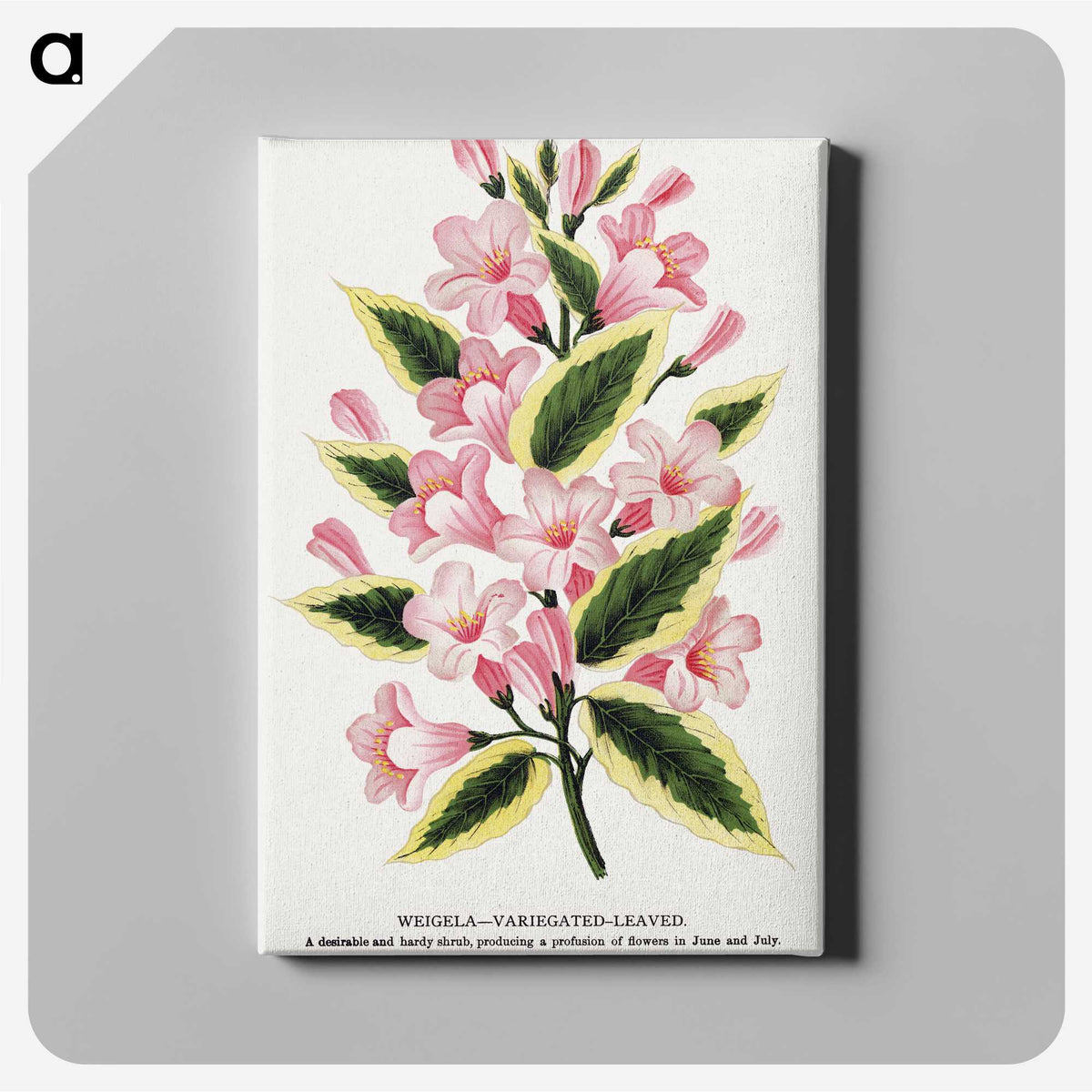 1-3_Botanical-Specimen-Plates_canvas