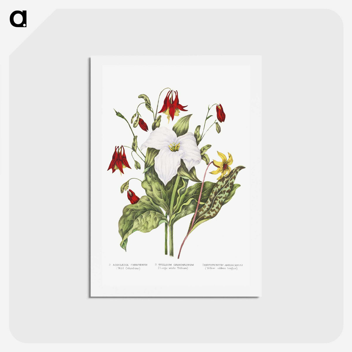 1-3_Canadian-Wild-Flowers_hagaki