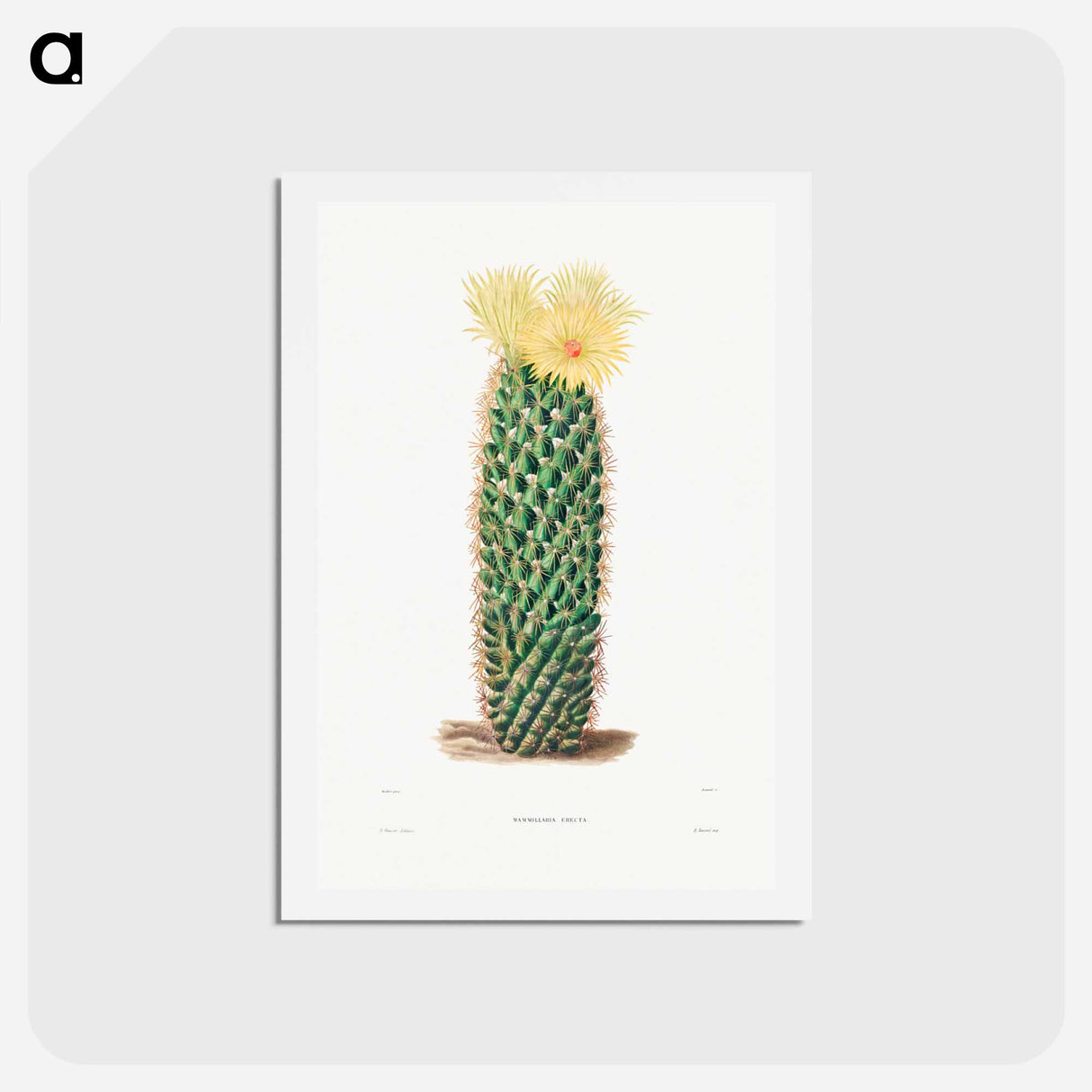アートポストカード-Hedgehog Cactus
- シャルル アントワーヌ ルメール Postcard.