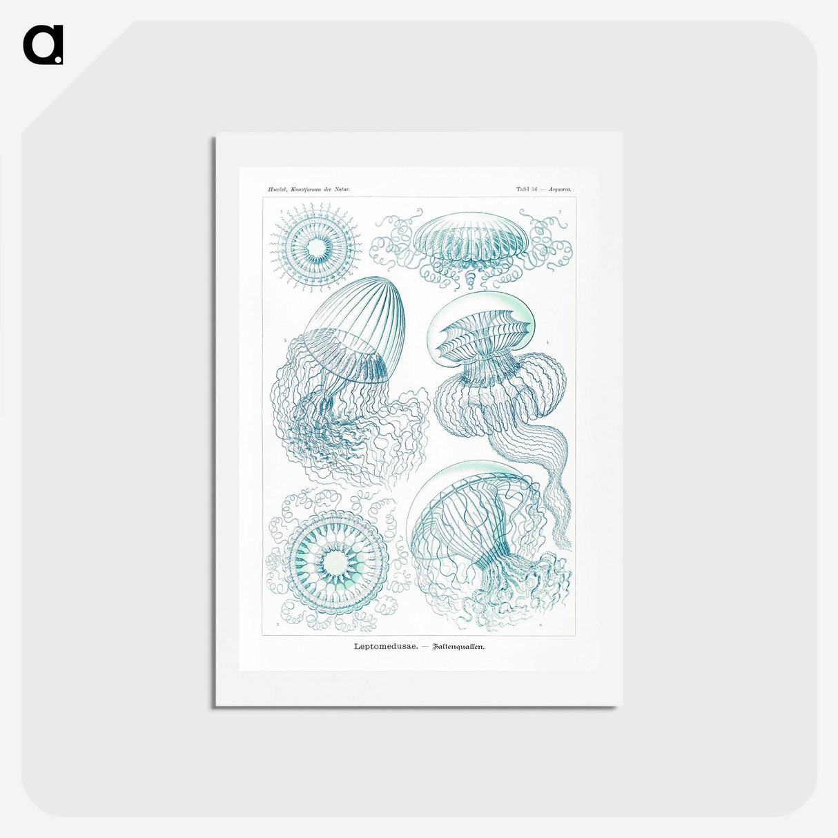 1-3_Ernst-Haeckel_hagaki
