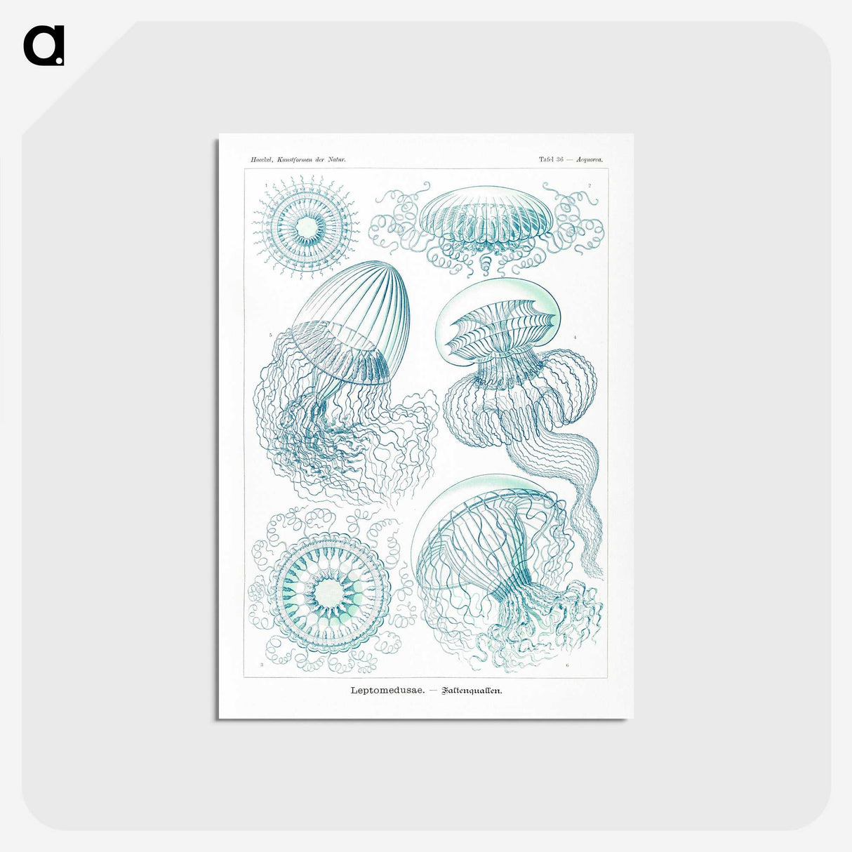 1-3_Ernst-Haeckel_postcard