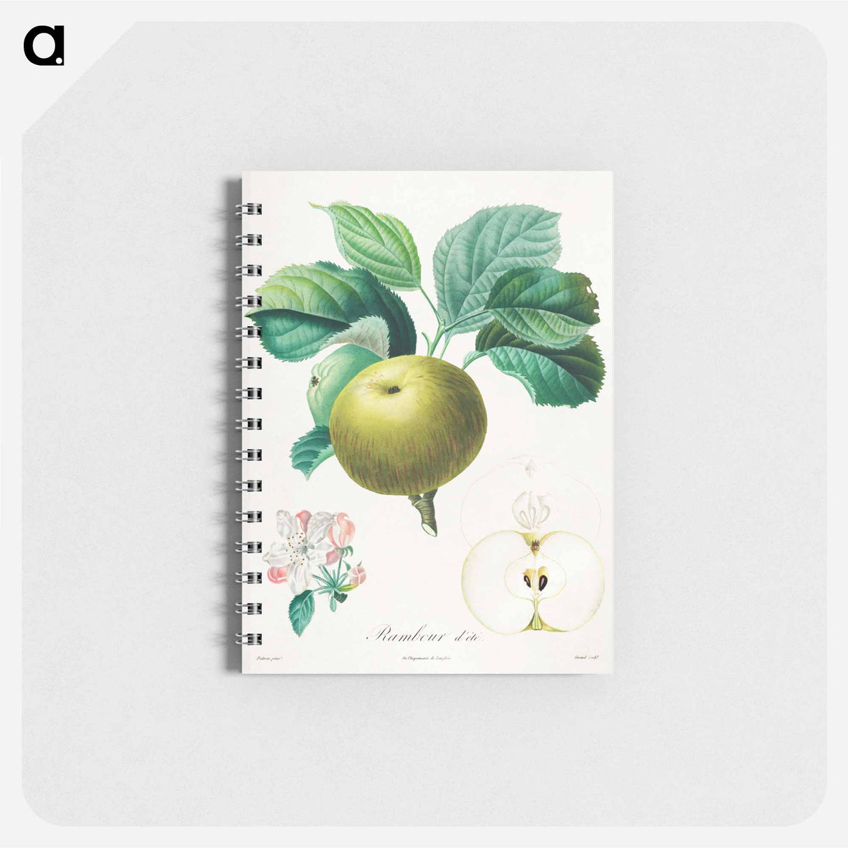 Rambour d'été - アンリ ルイ デュアメル デュ モンソー Memo.