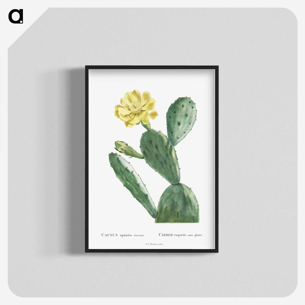 1-3_Histoire-des-Plantes-Grasses_blk-crop