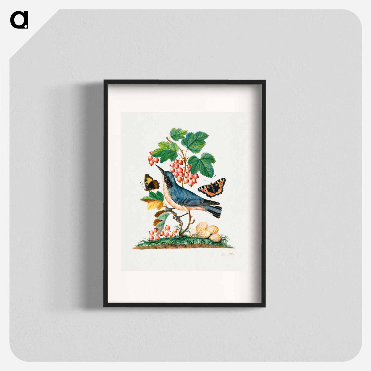 アートポスター-Anna Blackburne's Natural History Cabinet
- ジェームズ ボルトン Poster.