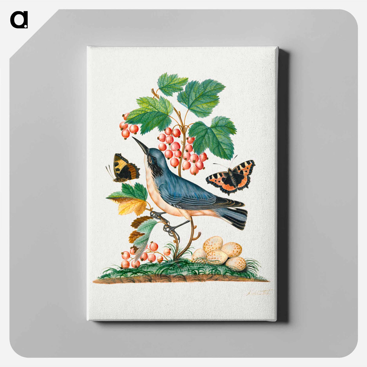 アートパネル-Anna Blackburne's Natural History Cabinet
- ジェームズ ボルトン Canvas.