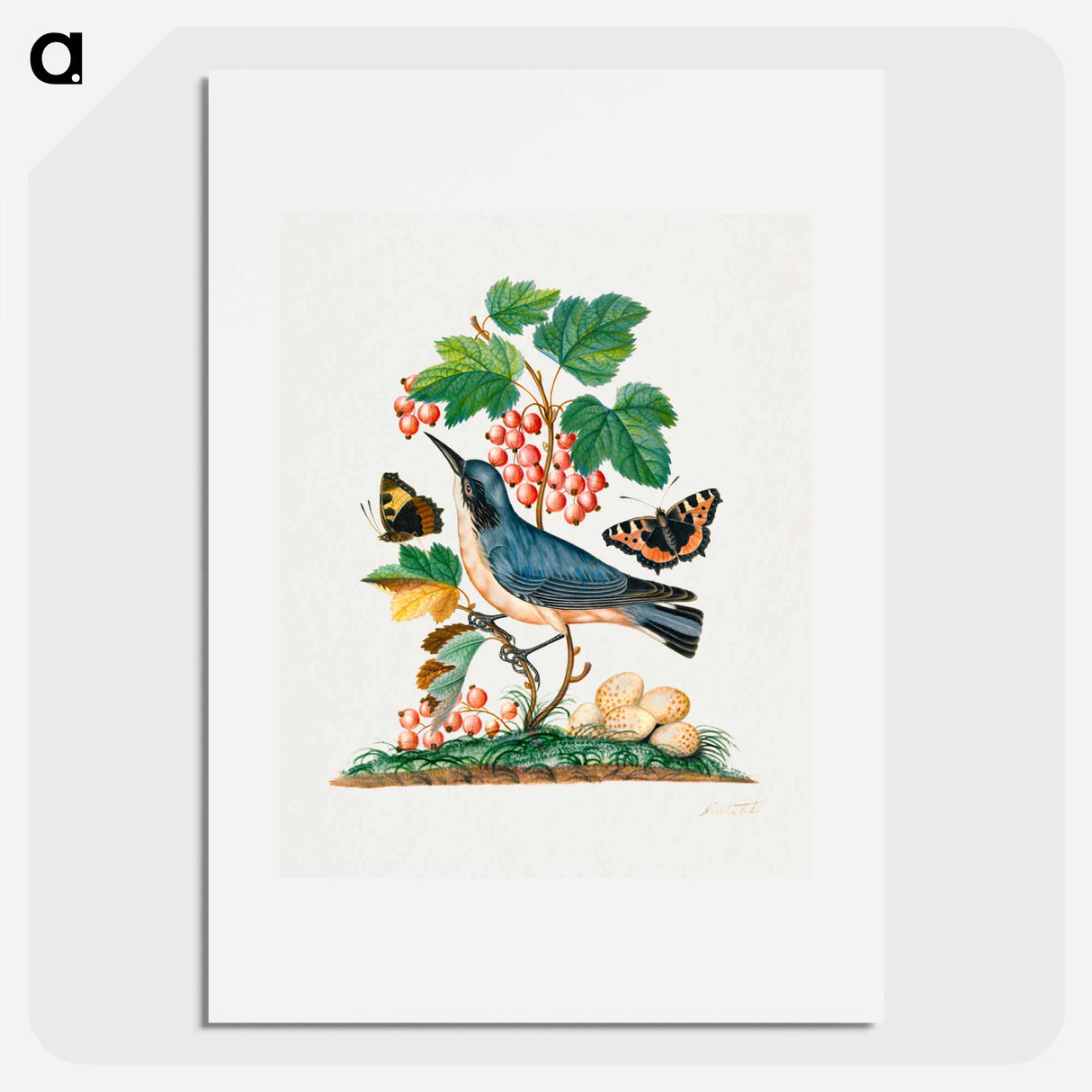 アートポスター-Anna Blackburne's Natural History Cabinet
- ジェームズ ボルトン Poster.