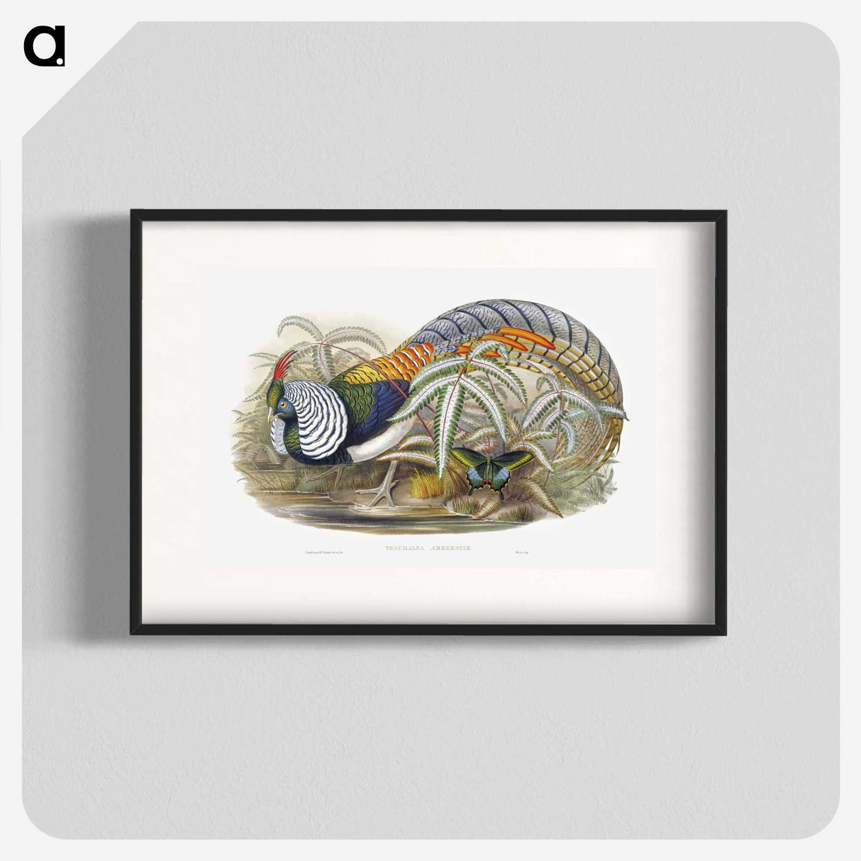 1-3_John-Gould_blk