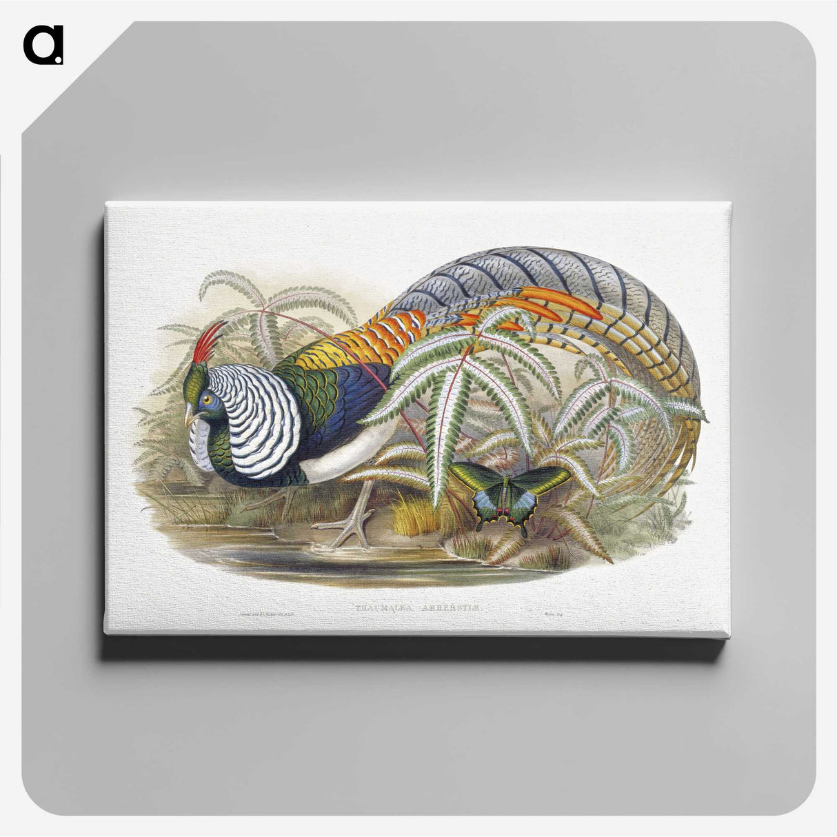 1-3_John-Gould_canvas