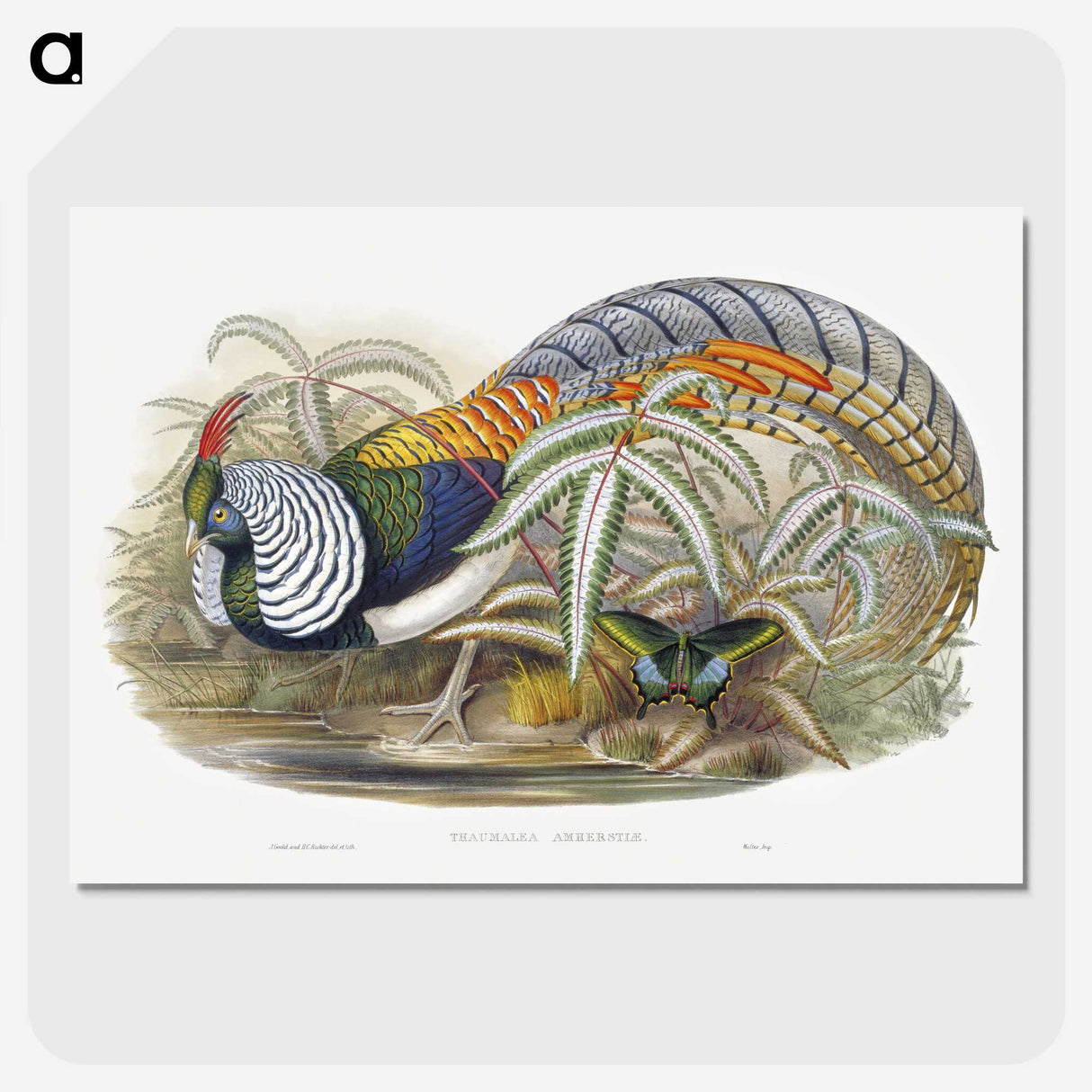 1-3_John-Gould_picture-crop