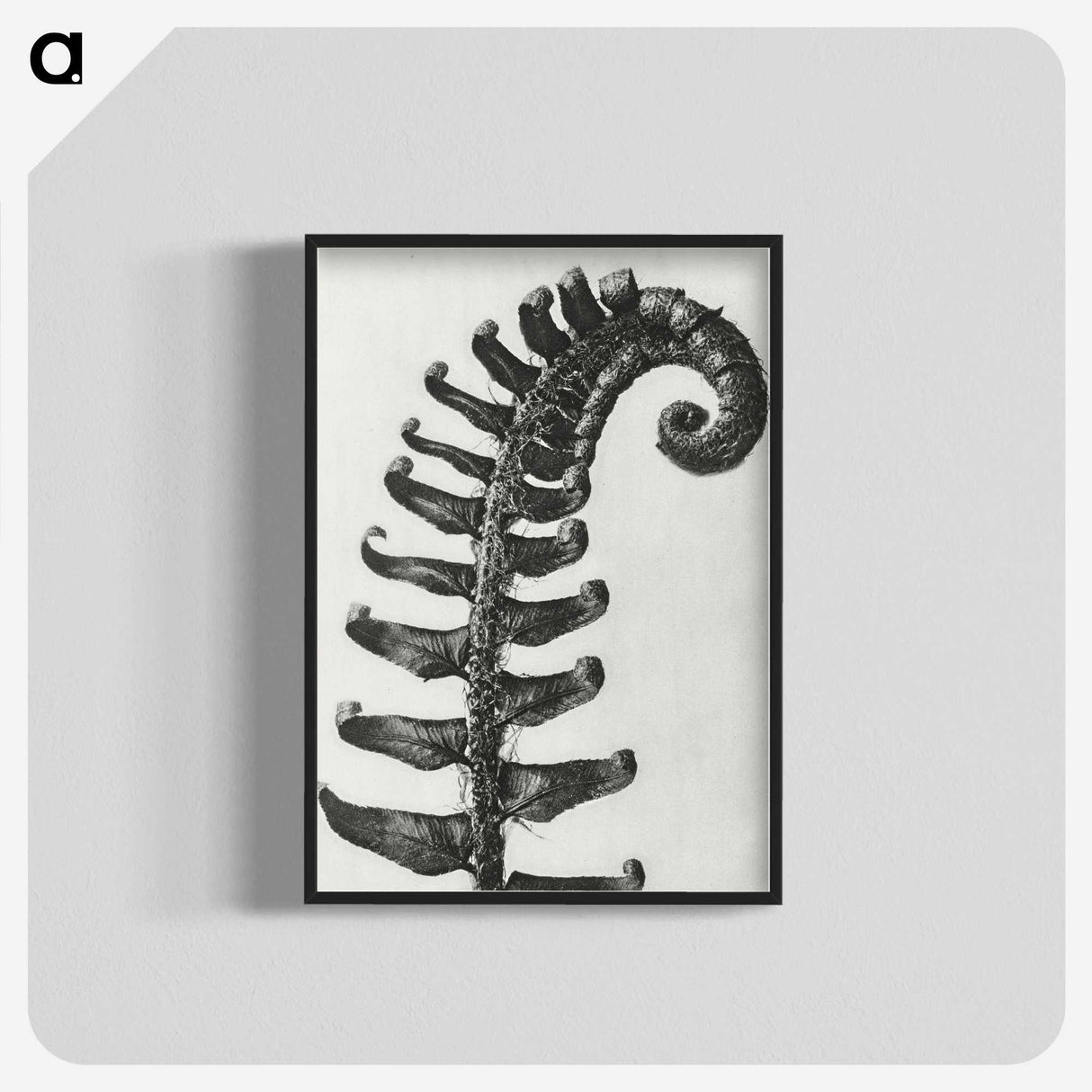 1-3_Karl-Blossfeldt_blk-crop