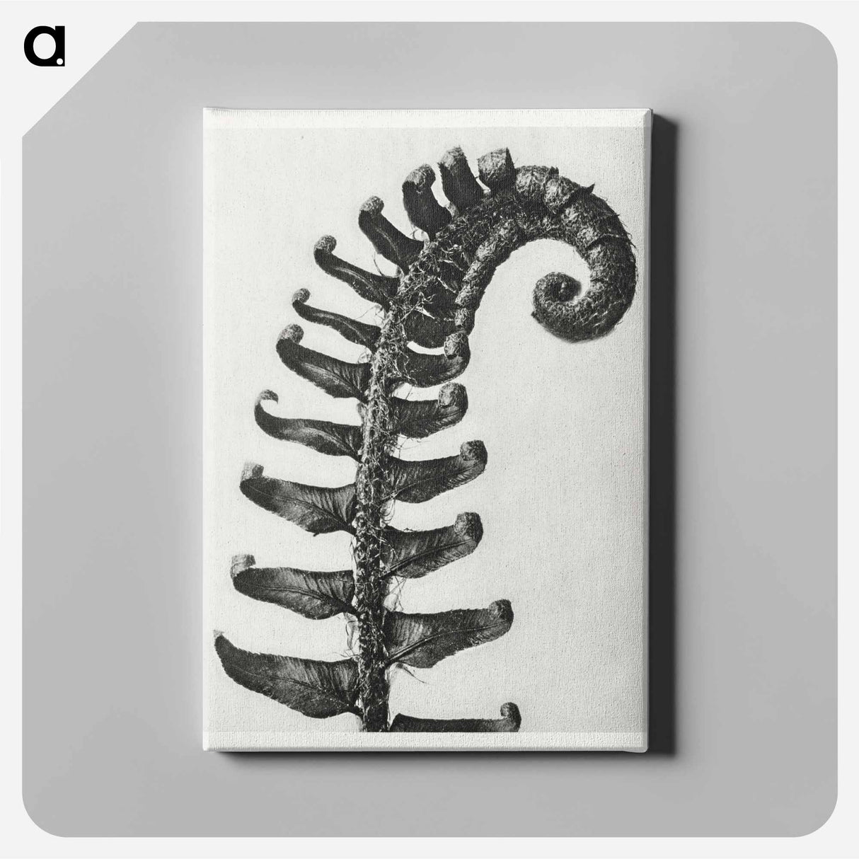 Polystichum Munitum (Prickly Shield–Fern) Leaf enlarged 6 times from Artwork by Karl Blossfeldt - Karl Blossfeldt Canvas.