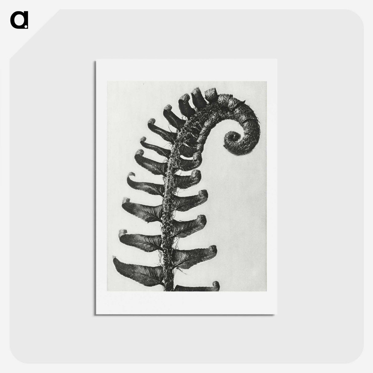 1-3_Karl-Blossfeldt_hagaki