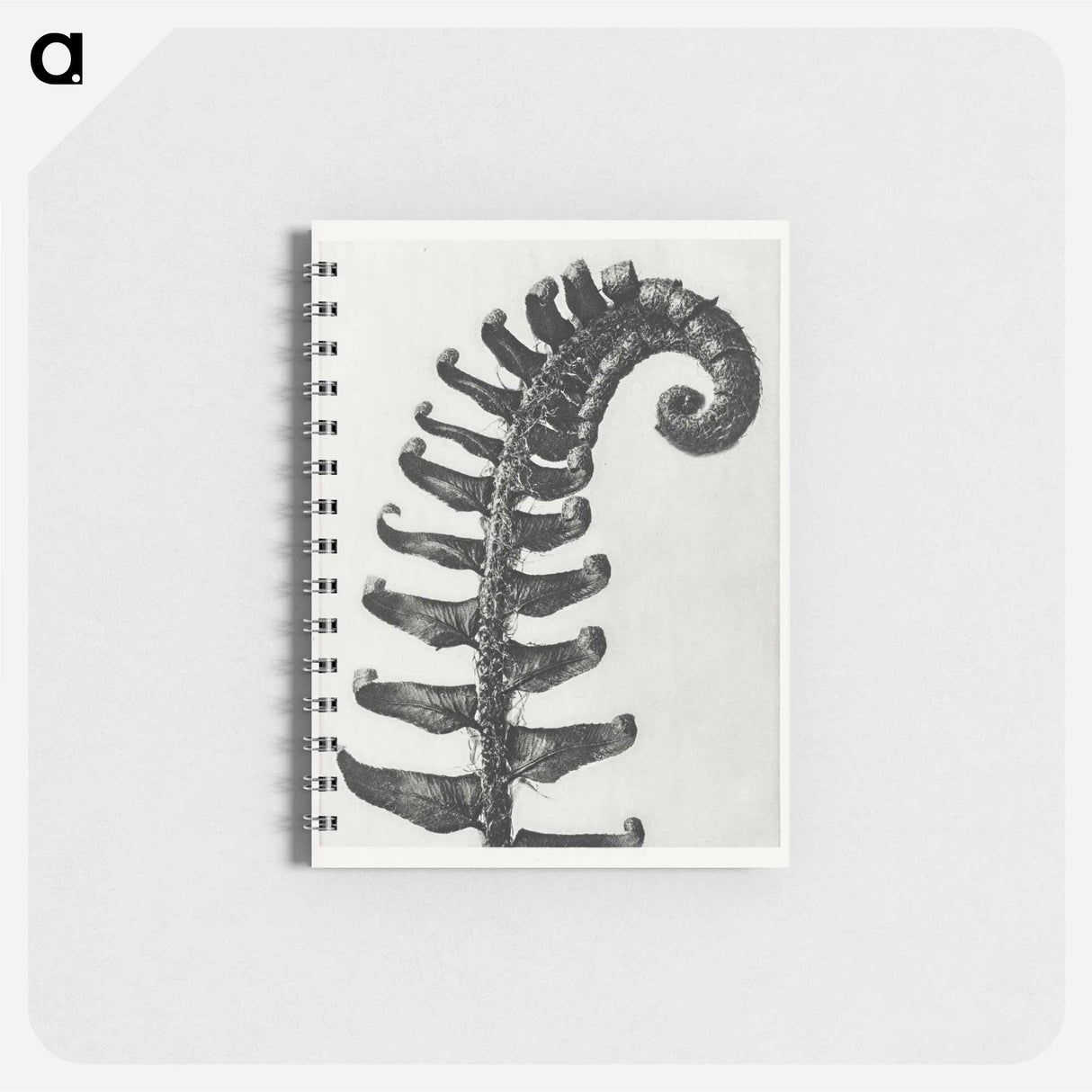 Polystichum Munitum (Prickly Shield–Fern) Leaf enlarged 6 times from Urformen der Kunst by Karl Blossfeldt - カール ブロスフェルト Memo.