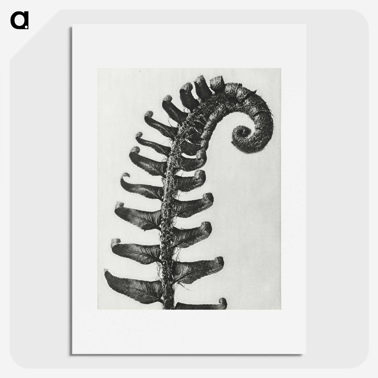 1-3_Karl-Blossfeldt_picture