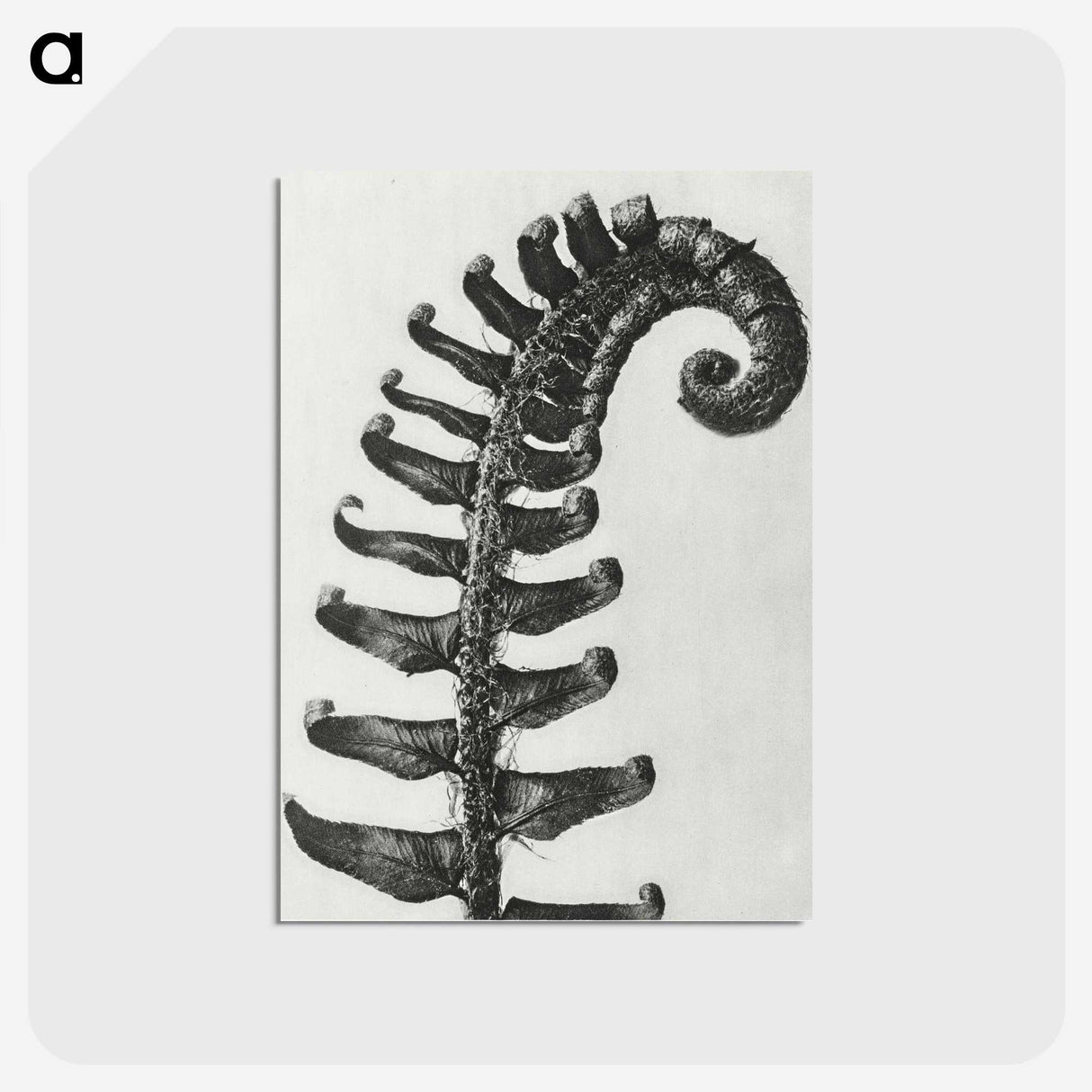 1-3_Karl-Blossfeldt_postcard