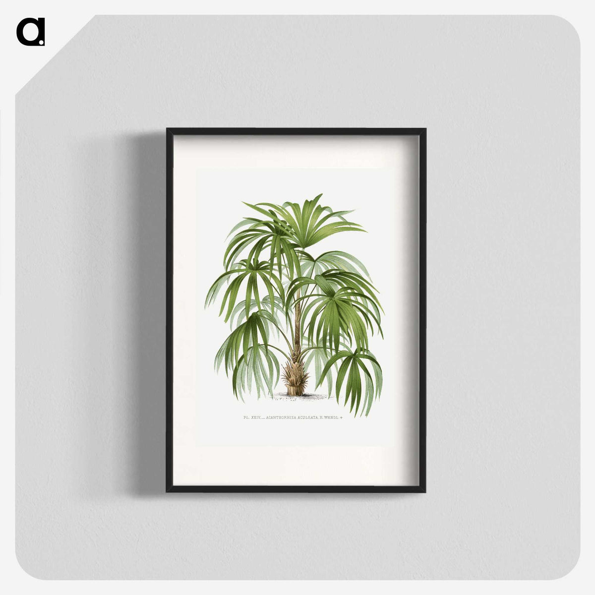 1-3_Les-Palmiers-Histoire-Iconographique_blk