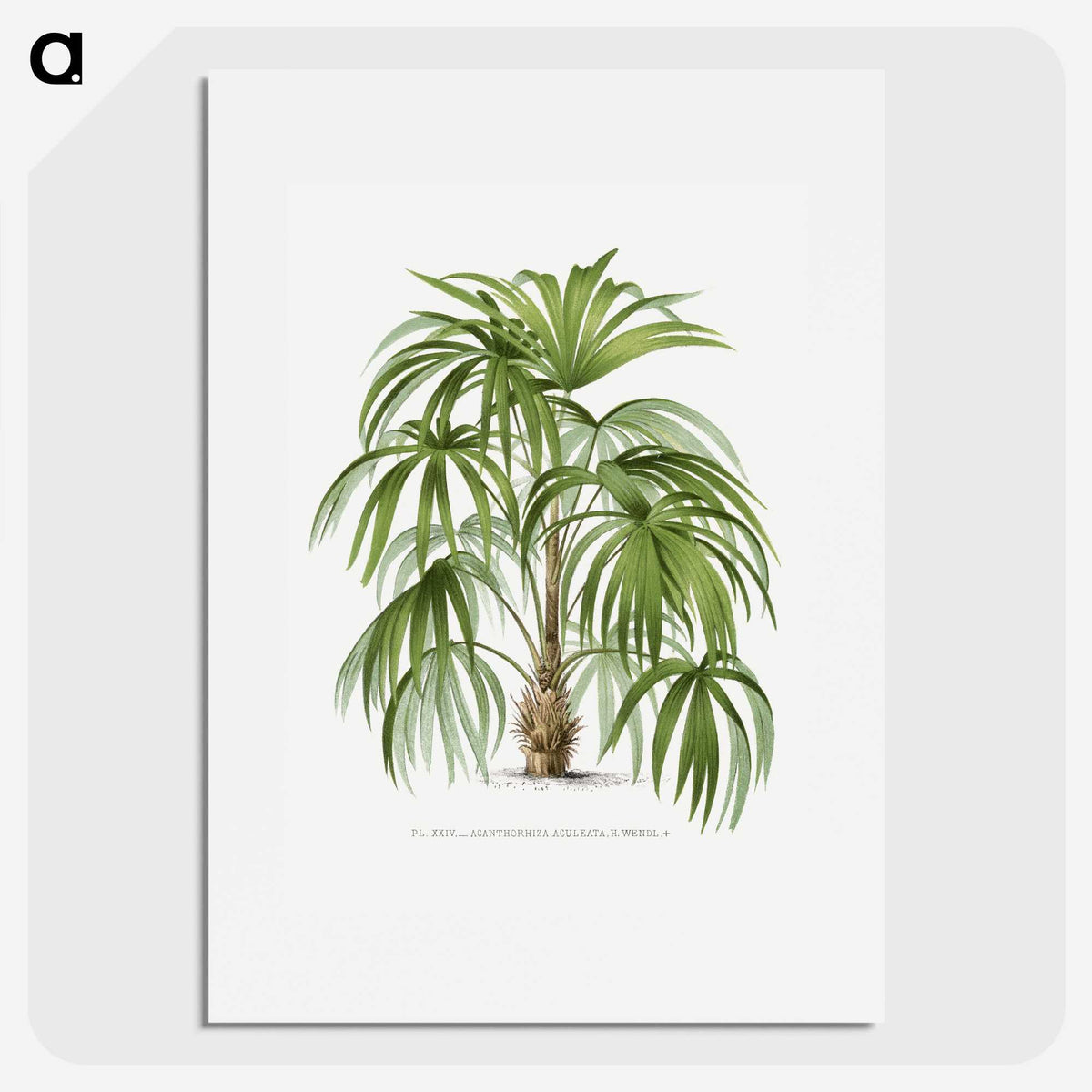 1-3_Les-Palmiers-Histoire-Iconographique_picture