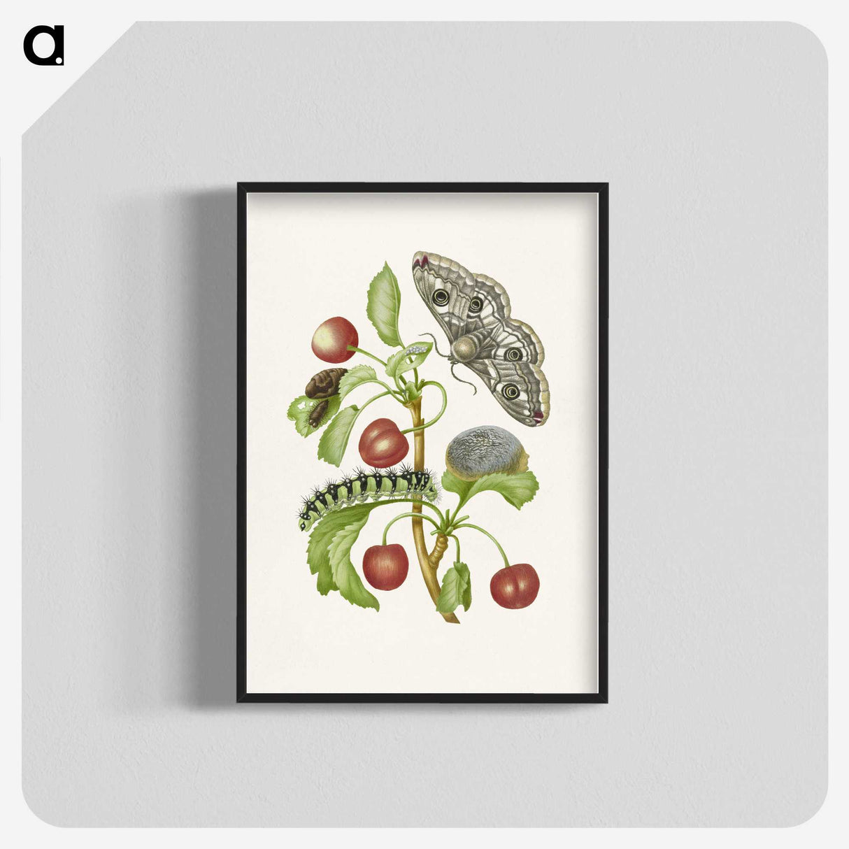 1-3_Maria-Sibylla-Merian_blk-crop