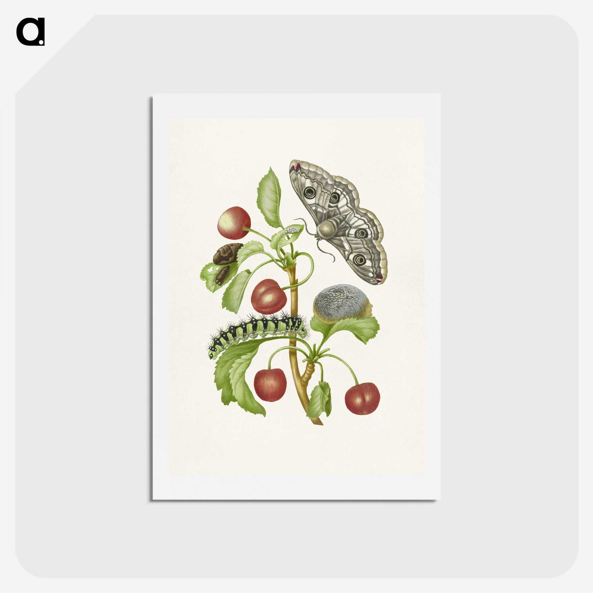 1-3_Maria-Sibylla-Merian_hagaki