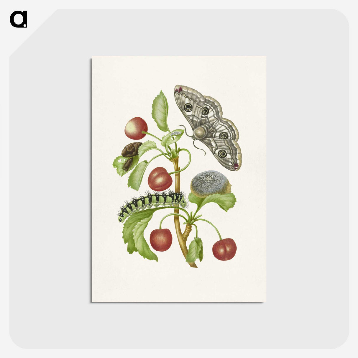 1-3_Maria-Sibylla-Merian_postcard